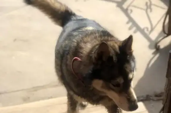 Найдена собака в Сертякино с ошейником
