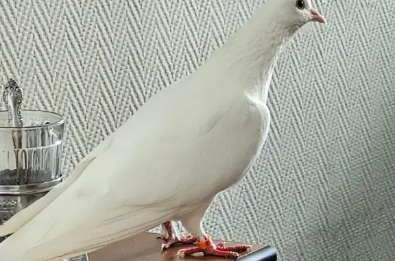 Белый голубь №rus 307, Маросей...