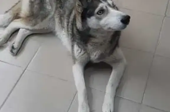 Найдена собака на Гоголя, 98А, Динская