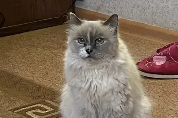 Пропала кошка: Чапаева, 23, Пенза