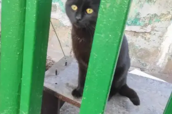 Кошка найдена: Щербаковская 40, Москва