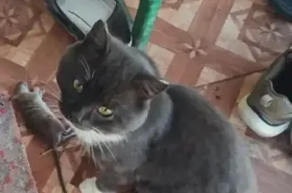 Пропала кошка Вася в Оренбурге