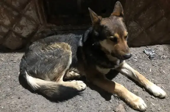 Найдена собака, ул. Алтайская, 49, Томск