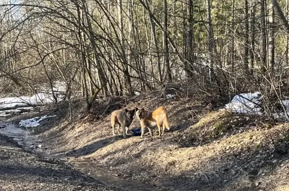 Найдены 2 собаки в Орехово!