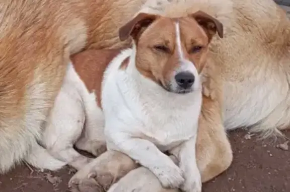 Пропала собака Мальчик в Перми