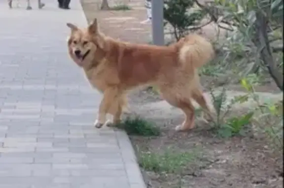 Найдена собака у рынка Залесский