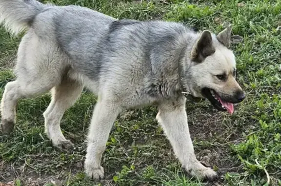 Найдена собака: наб. Дубровинского, 90