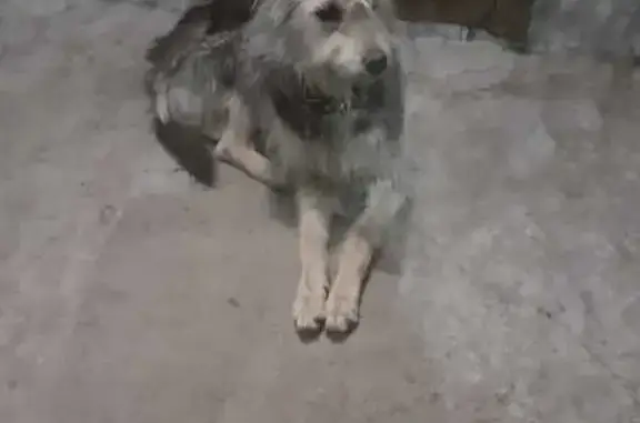 Найдена собака: Постышева, Иркутск