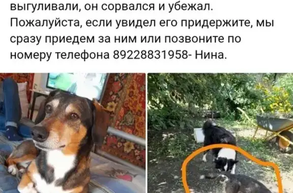 Пропала собака на Казачьей 89, Оренбург