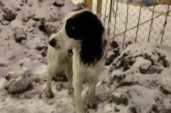 Найдена собака на Орликовой 32, Мурманск
