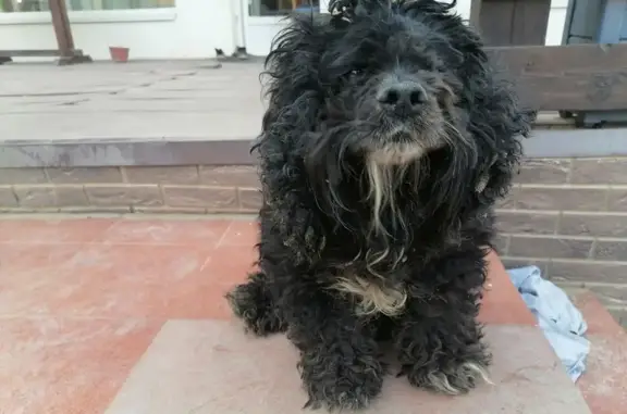 Чёрная собака найдена у Сокрутовки