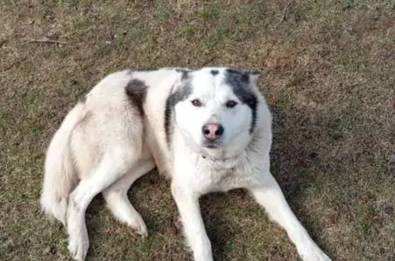 Найдена собака: Нижний Дор, Вологда