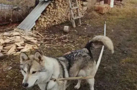 Найдена собака в Романово, Ивановской обл.