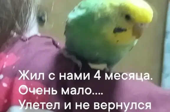 Пропал попугай, ул. Алтайская, 14А