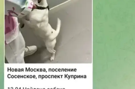 Найдена собака-девочка, Москва