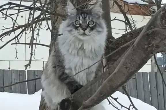 Пропал кот: Сулимова, 21, Глазов