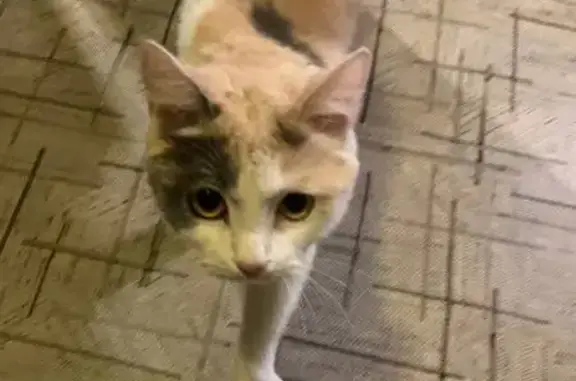 Найдена кошка: Елизаровых, 4, Томск