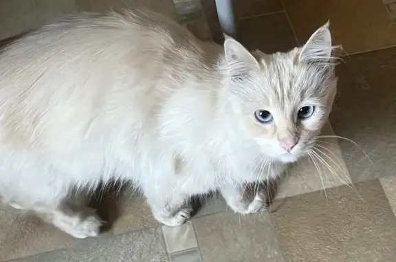 Найдена кошка: ул. Мечникова, 65