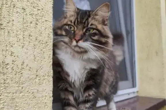 Найден кот: Тенистая аллея, 66
