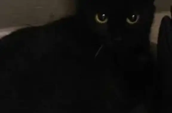 Найдена черная кошка: Закиева 15, Казань