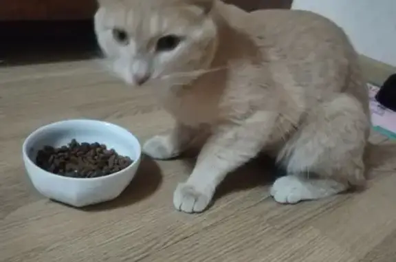 Найден рыжий кот: ул. Батавина, 18