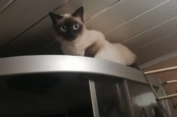 Объявления о пропавших и найденных животных, Прогресское, фото: Пропала кошка: ул. Новая, 15, Тини