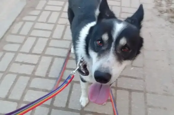 Найдена собака: Мирная ул., 1, Ярославль
