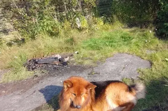Пропала собака, Мурманск, 10 лет