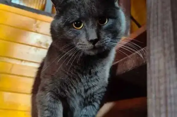 Пропала кошка, Московская область