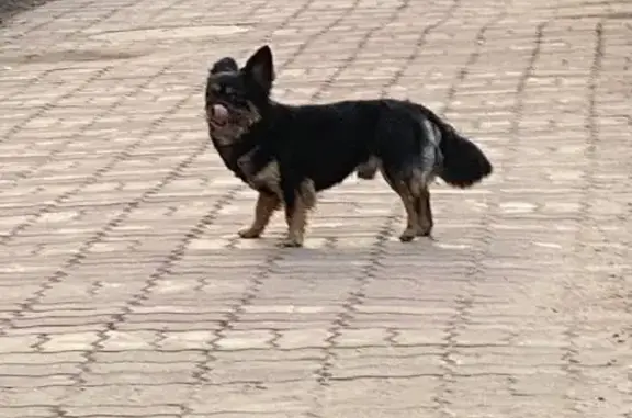Найдена собака: Большевистский пер., 1А