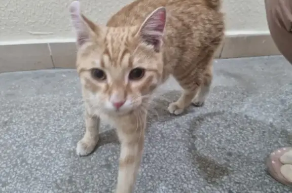 Найден рыжий кот: Красногорский б-р, 20