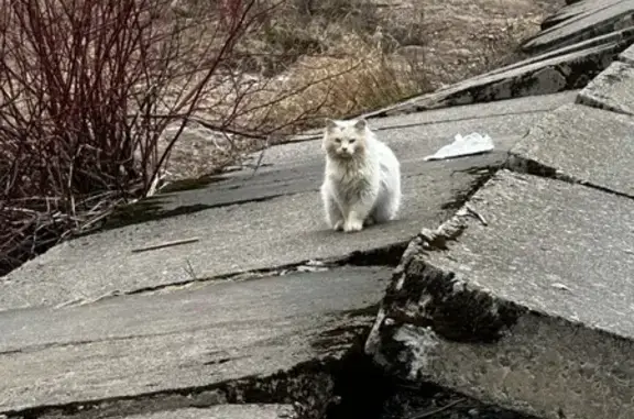 Найден пушистый кот, Пляжная ул.