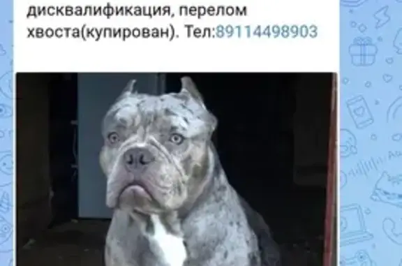 Пропала собака в Дикой, Вологда
