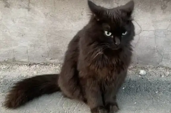 Пропала черная кошка, Чапаевская 119