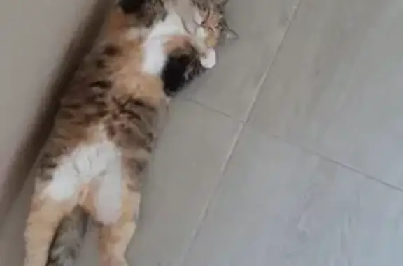 Пропала кошка в Панковке, Новгородка