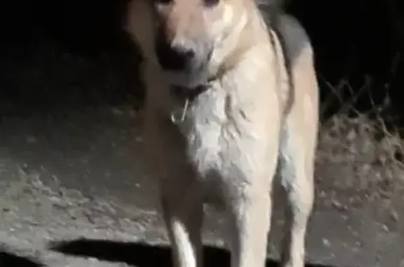 Найдена собака в Горицвет Снт