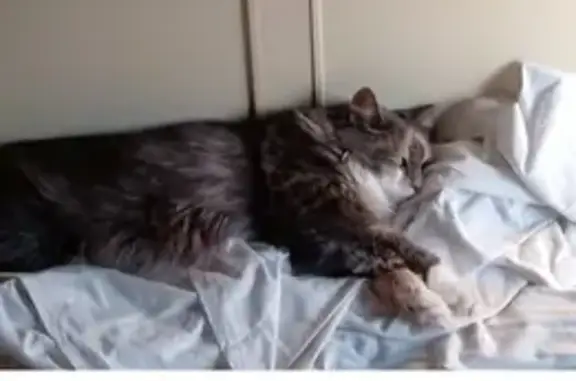Пропала кошка: Крамаренко, 104