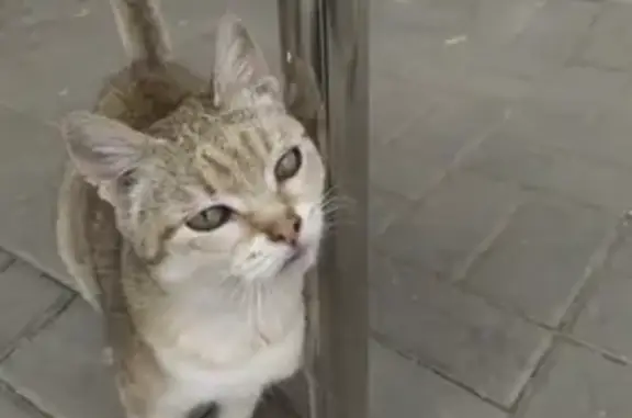 Пропала кошка: Зеленая ул., 30, Саранск