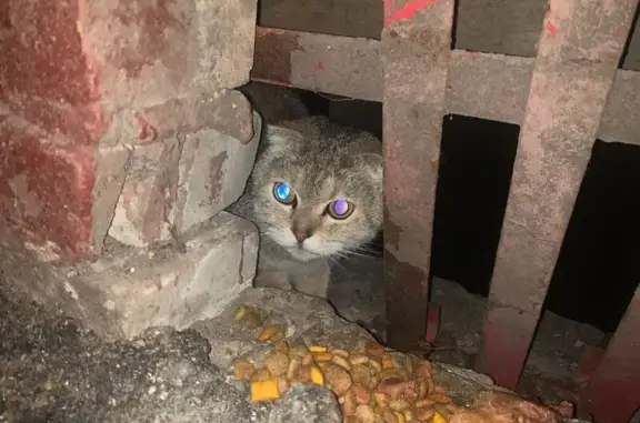 Найдена кошка: Криворожская, 15