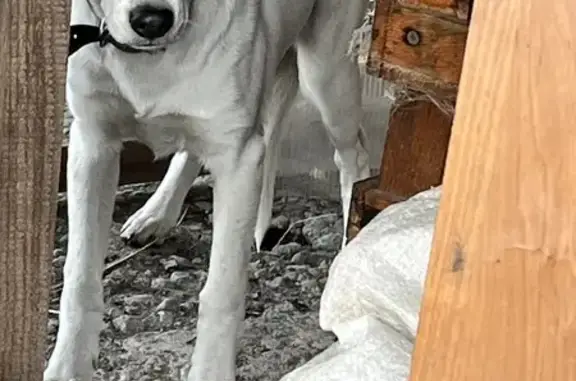 Найдена собака: Соловьиная, 15