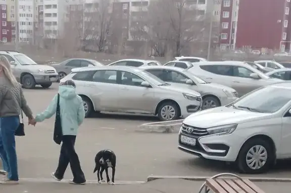 Найдена собака у Пролетарской 288А