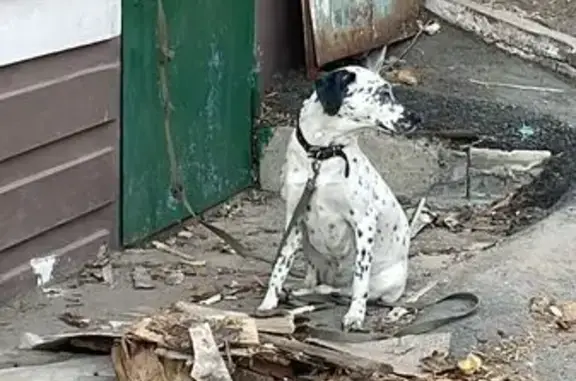 Найдена собака: пр-кт 100лет Владивостока, 100а