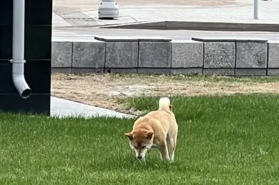 Собака Сиба ину найдена в Москве