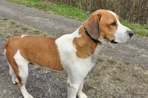 Найдена собака, Новая Мельница