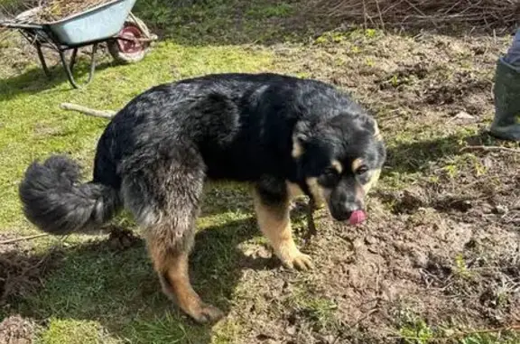 Найдена собака в Голубцово