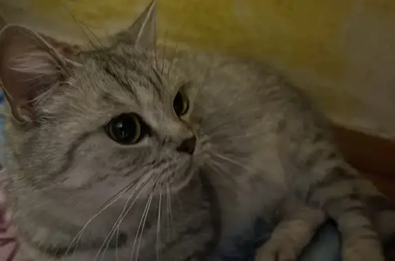 Пропала беременная кошка, ул. Еременко, 122