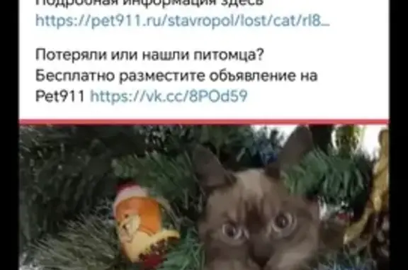 Пропал тайский кот, Ставрополь, ул. Горького, 34