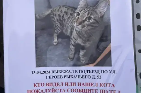 Пропал кот, ул. Героев Рыбачьего, 52