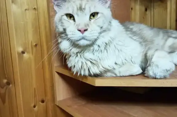 Пропала кошка Мейн-Кун в Обнинске