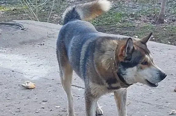 Найдена собака, Адоратского 21А, Казань